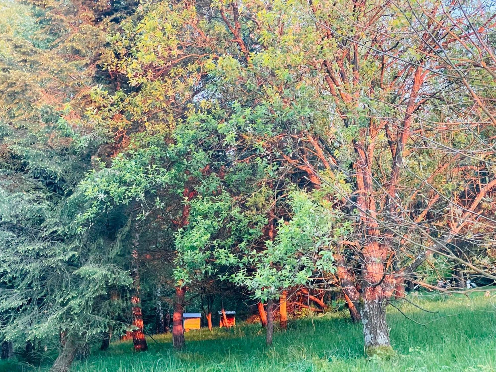 Ferienwohnung Zacisze Na Podzamczu Odrzykon Exterior foto